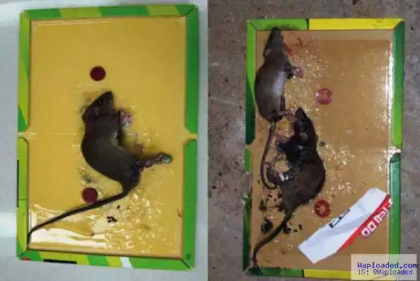Lassa Fever: Rat Poison, Trap Sellers Record High Sales In Abuja